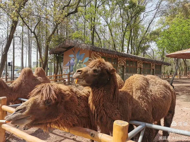 2021.3.22日武汉野生动物园